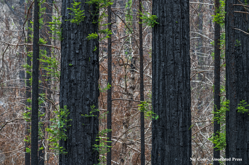 Redwoods resprouting: April 2021